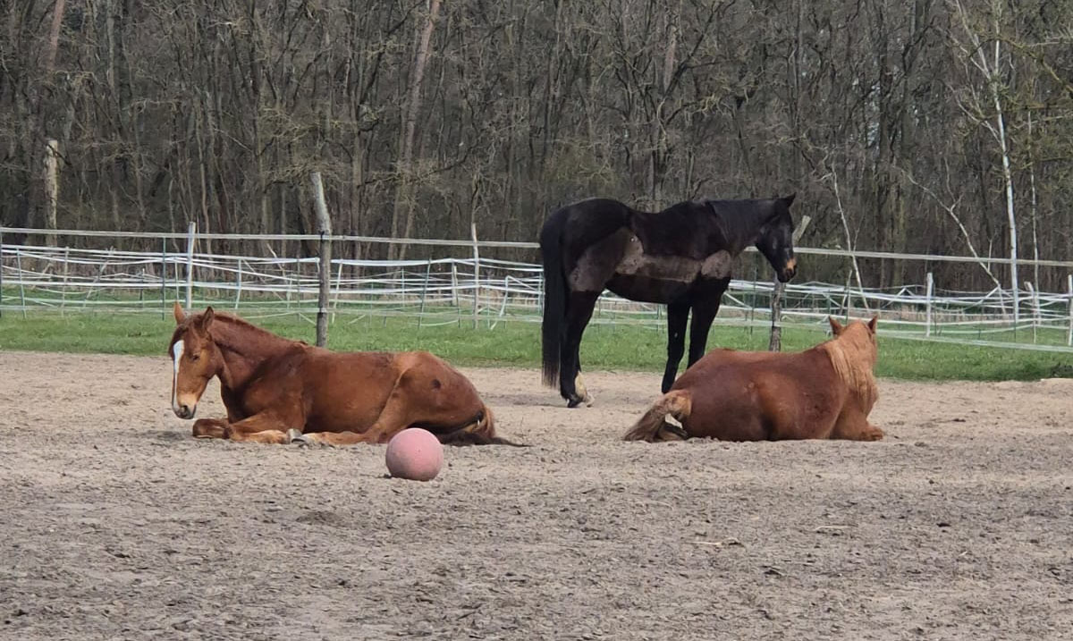 Drei Pferde mit Ball