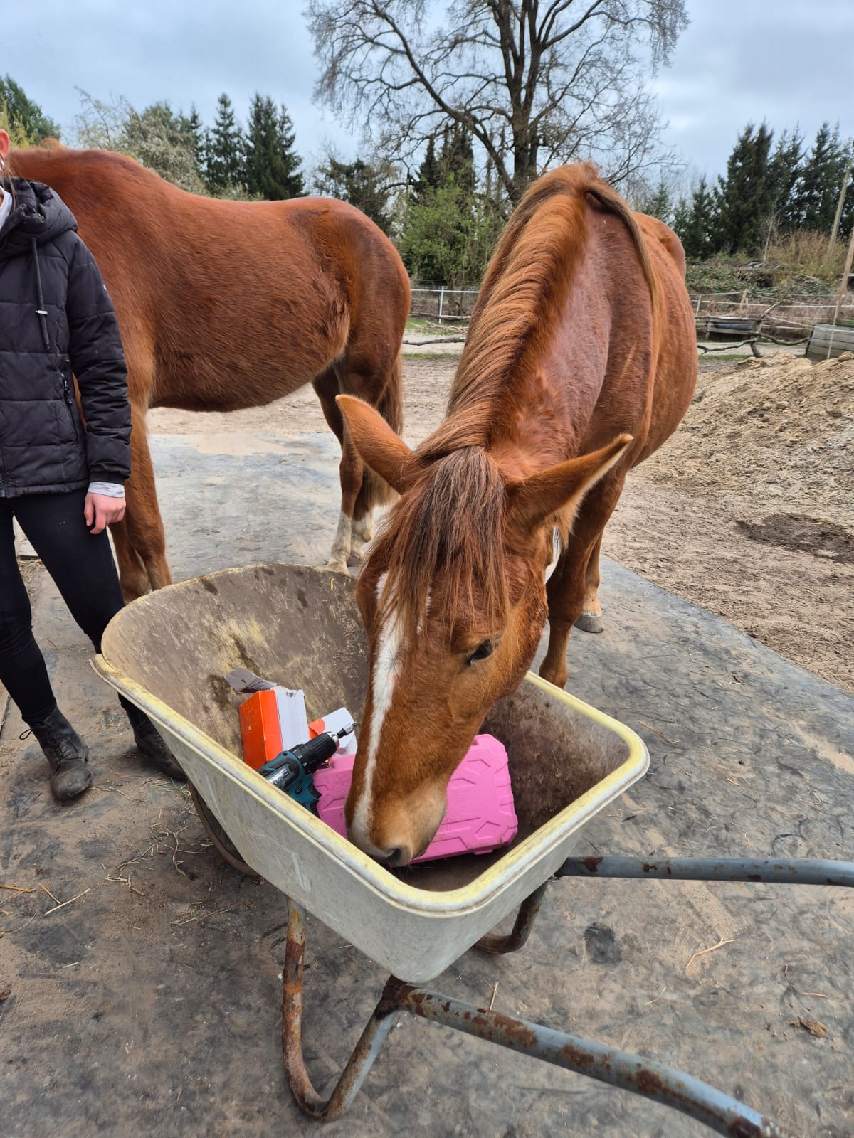 Pferd mit Schubkarre